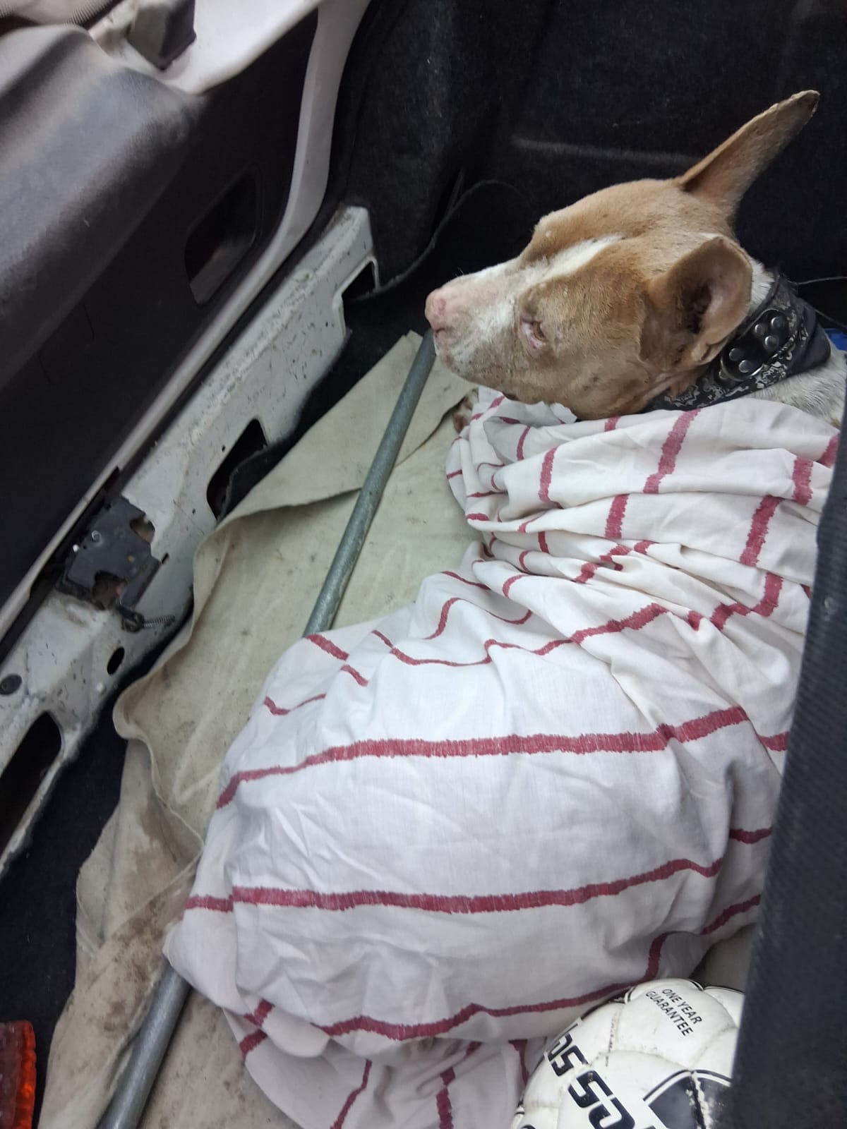 Otra vez un animal atropellado: la Fundación vuelve a recurrir a la Justicia